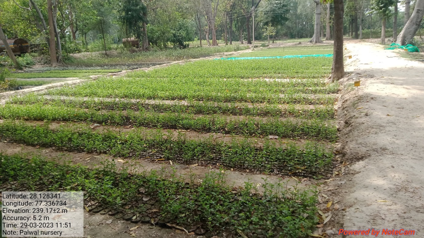 Forest Nursery